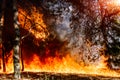 Forest fire. Appropriate to visualize wildfires or prescribed burning. Royalty Free Stock Photo