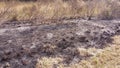 Forest fire ashes burnt pasture Royalty Free Stock Photo