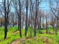 Forest after fire with black trees and green grass Royalty Free Stock Photo