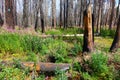 Forest Fire Burn Area - Idaho