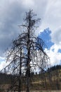 Forest Fire Burn Area - Idaho