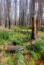 Forest Fire Burn Area - Mores Creek Summit