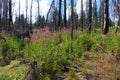 Forest Fire Burn Area - Mores Creek Summit