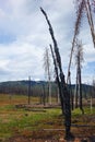 Forest Fire Burn Area - Stanley, Idaho