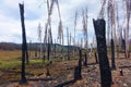 Forest Fire Burn Area - Stanley, Idaho