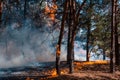 Forest fire. Burned trees after forest fires and lots of smoke. Royalty Free Stock Photo