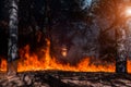 Forest fire. Burned trees after forest fires and lots of smoke Royalty Free Stock Photo