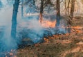 Forest fire. Burned trees after forest fires and lots of smoke Royalty Free Stock Photo