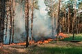 Forest fire. Burned trees after forest fires and lots of smoke Royalty Free Stock Photo