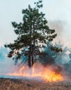 Coniferous forest in fire. Lonely tree on fire