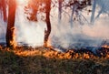 Forest fire. Burned trees after forest fires and lots of smoke