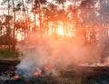 Forest fire. Burned trees after forest fires and lots of smoke. Royalty Free Stock Photo