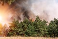 Forest fire. Burned trees after forest fires and lots of smoke.. Royalty Free Stock Photo