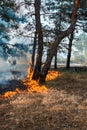 Forest fire. Burned trees after forest fires and lots of smoke. Royalty Free Stock Photo