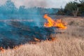 Forest fire. Burned trees after forest fires and lots of smoke Royalty Free Stock Photo