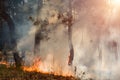 Forest fire. Burned trees after wildfire, pollution and a lot of smoke.