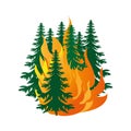 Forest fire. Burning forest spruce on fire. Disaster. Caution with forest fires. The trees are on fire.