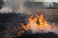 Forest fire, burning grass and small trees