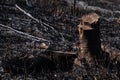 Forest fire burning a lot of trees.Smoke field with ashes after forest fire Royalty Free Stock Photo