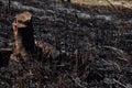 Forest fire burning a lot of trees.Smoke field with ashes after forest fire Royalty Free Stock Photo