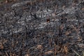 Forest fire burning a lot of trees.Smoke field with ashes after forest fire Royalty Free Stock Photo