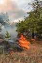 Forest fire burning, Wildfire close up at day time.