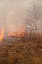 Forest fire burning, Wildfire close up at day time Royalty Free Stock Photo