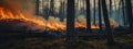 A forest fire burns through fallen trees and branches Royalty Free Stock Photo