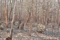 Forest fire burns tropical forests Royalty Free Stock Photo