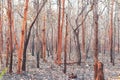 Forest fire burns tropical forests Royalty Free Stock Photo