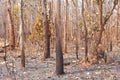 Forest fire burns tropical forests Royalty Free Stock Photo