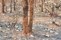 Forest fire burns tropical forests Royalty Free Stock Photo