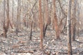 Forest fire burns tropical forests Royalty Free Stock Photo