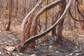 Forest fire burns tropical forests Royalty Free Stock Photo