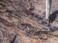 Forest fire burnt ground Climate Change