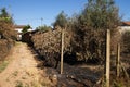 Forest fire burnt ground next to a small village - Pedrogao Grande