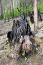 Forest after a fire. Burnt tree stump Royalty Free Stock Photo