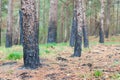 Forest after fire burnt trees closeup