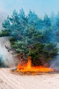 Forest fire and clouds of dark smoke in pine stands. Whole area covered by flame Royalty Free Stock Photo