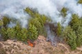 Forest fire in the coniferous forest, aerial view. The human factor that caused the disaster. Shooting from the drone