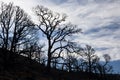 Forest fire damage