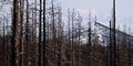 Forest fire damage in yellowstone