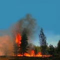 Forest fire destroys the wild forest