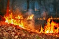 Forest fire disaster is burning Royalty Free Stock Photo