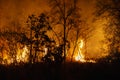 Forest fire disaster  burning caused by humans Royalty Free Stock Photo