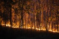 Forest fire disaster  burning caused by human Royalty Free Stock Photo