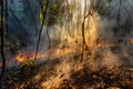 Forest fire disaster burning caused by human