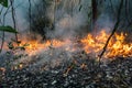 Forest fire disaster burning caused by human Royalty Free Stock Photo
