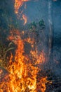 Forest fire disaster  burning caused by human Royalty Free Stock Photo