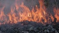 Forest fire disaster burning caused by human